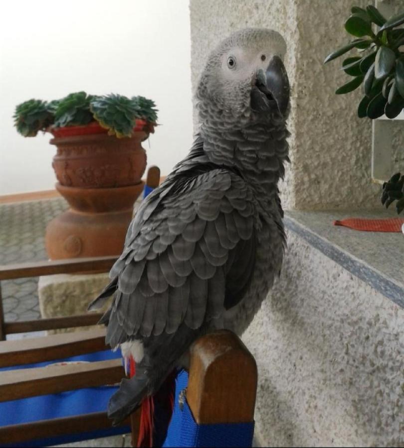 Agriturismo Monte Acuto - Natura, Mare & Relax In Piscina 托伊拉诺 外观 照片